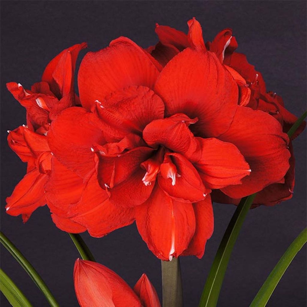 Amaryllis Double King - Hippeastrum