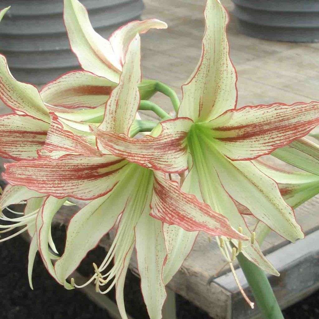 Amaryllis Emerald - Hippeastrum