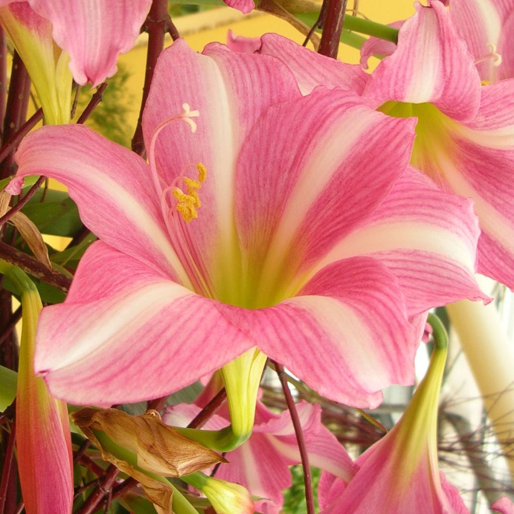 Amaryllis Estella - Hippeastrum rose pourpré à ligne blanche