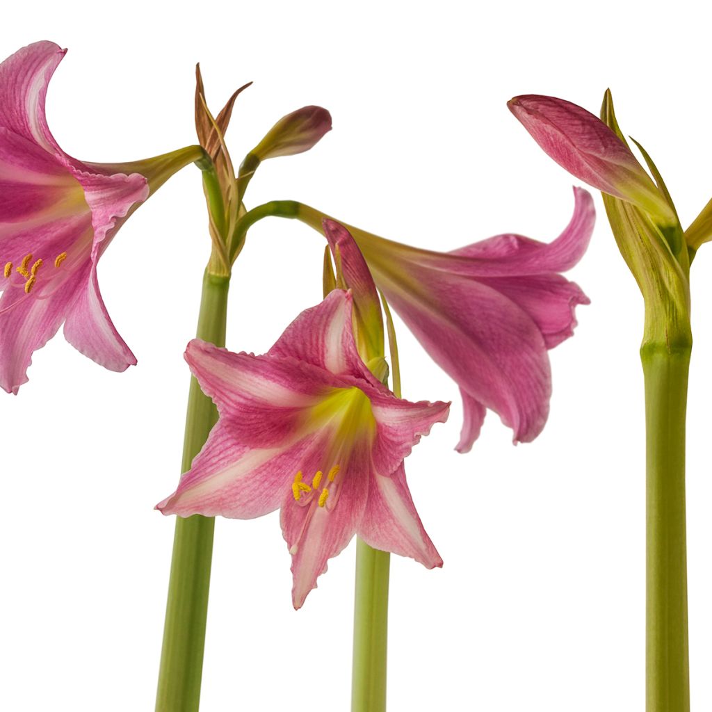 Amaryllis Estella - Hippeastrum