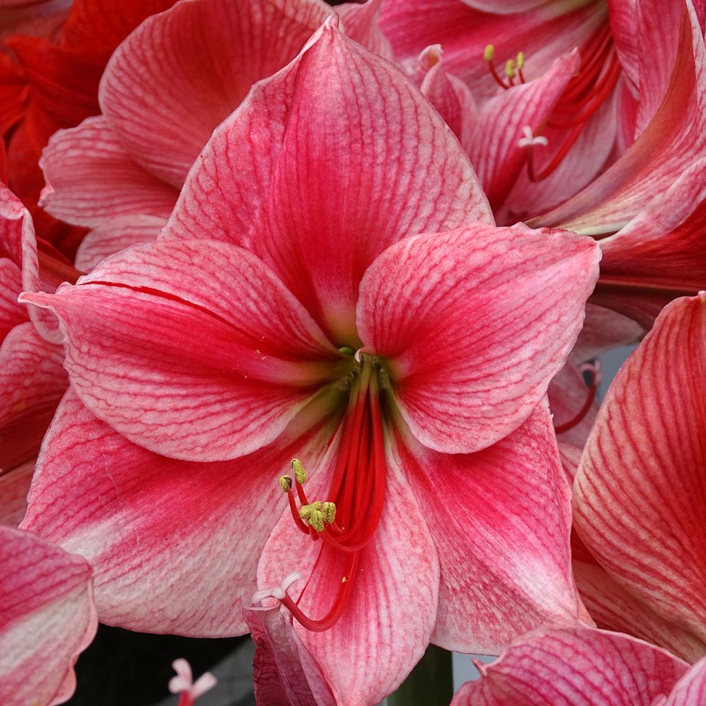 Amaryllis Gervase - Hippeastrum