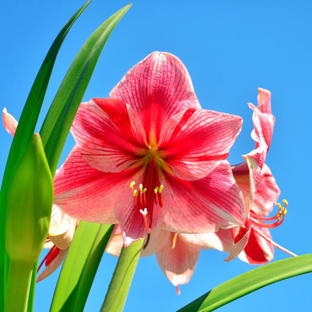 Amaryllis Gervase - Hippeastrum