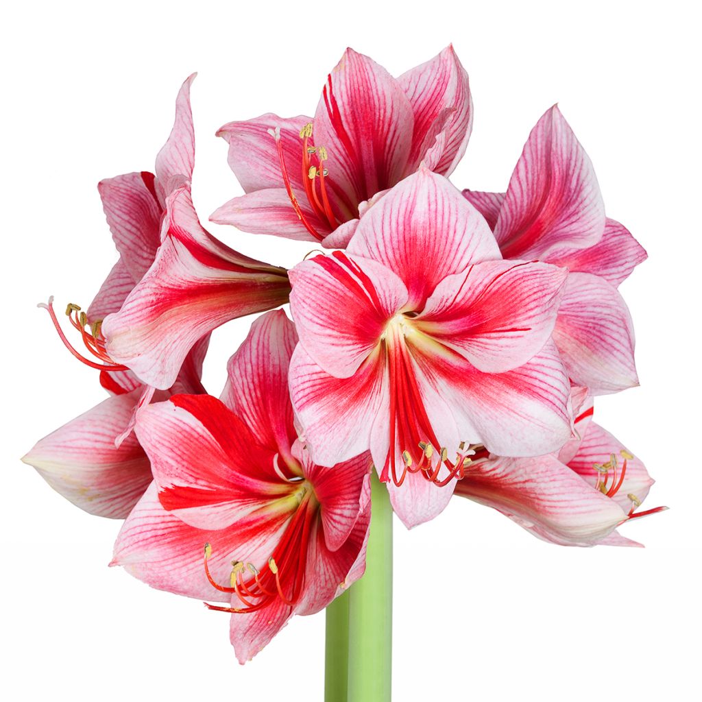 Amaryllis Gervase - Hippeastrum