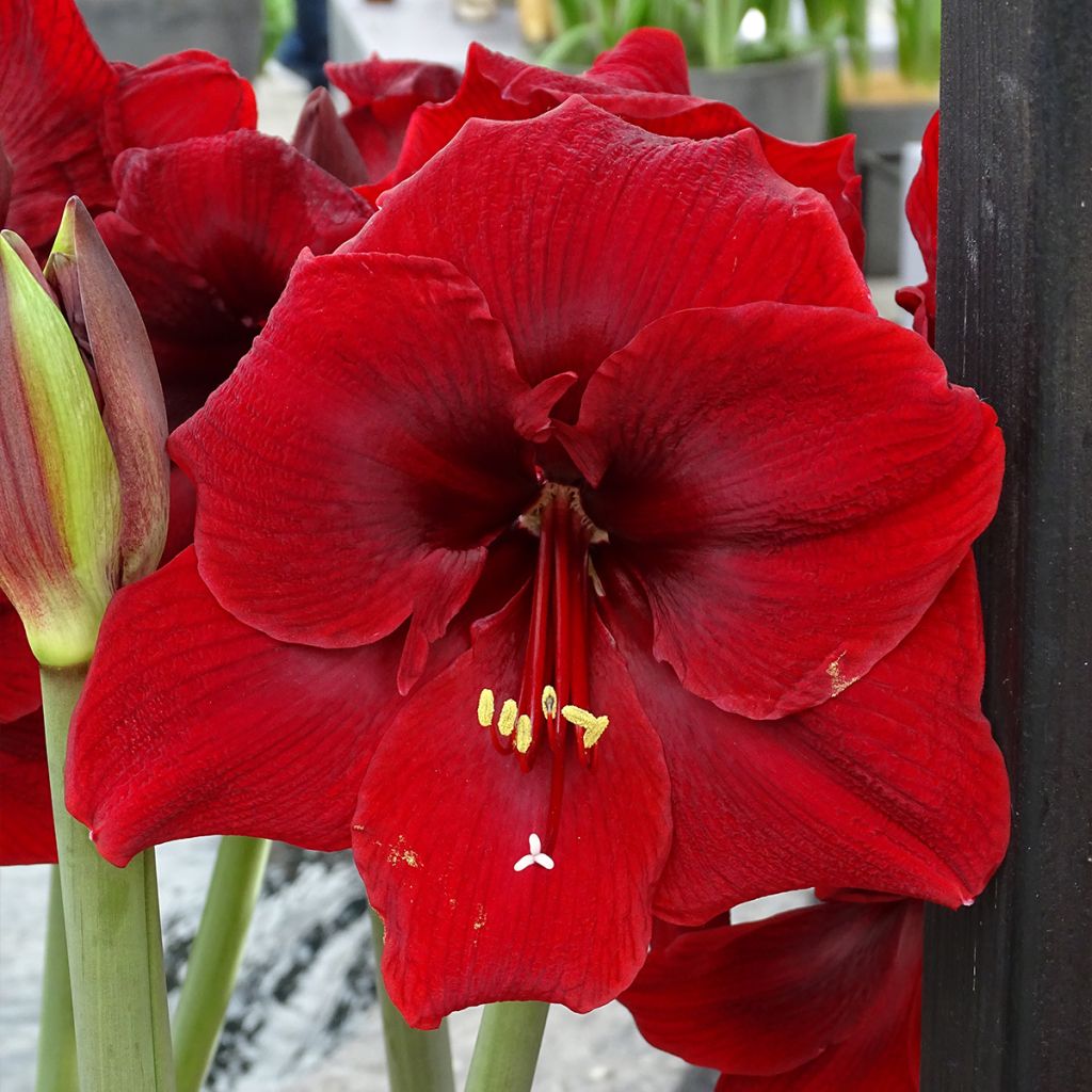 Amaryllis Grand Diva - Hippeastrum