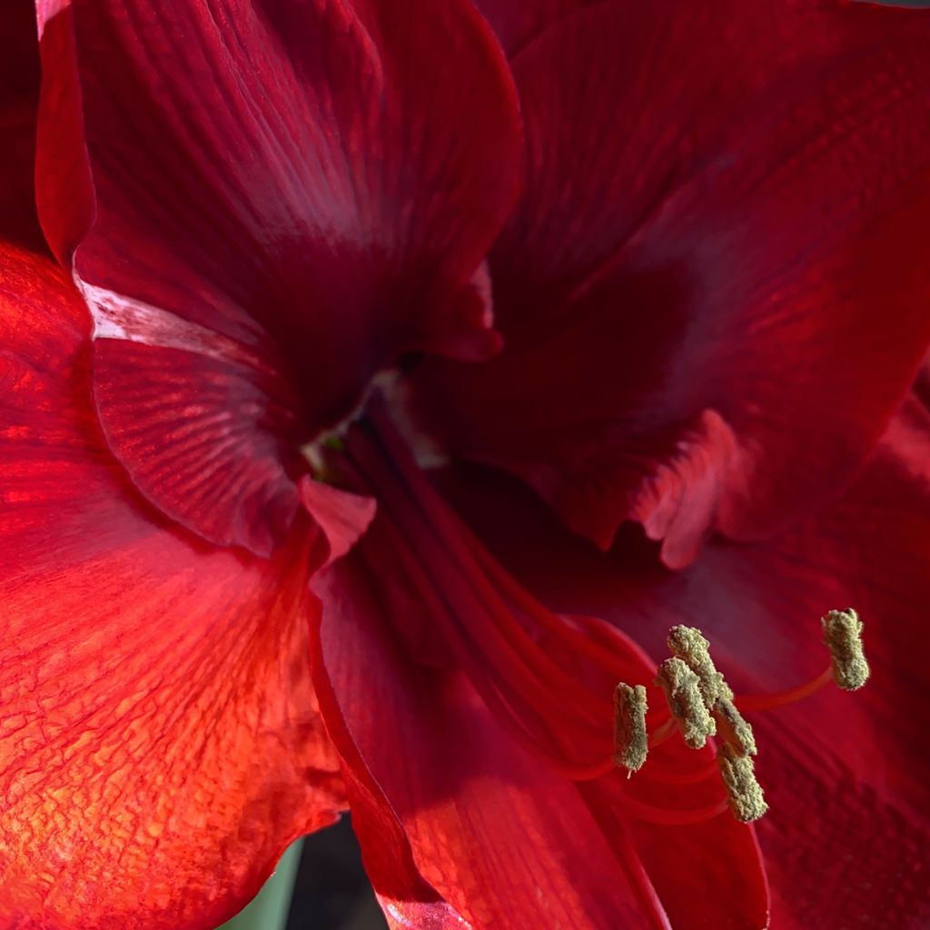 Amaryllis Grand Diva - Hippeastrum