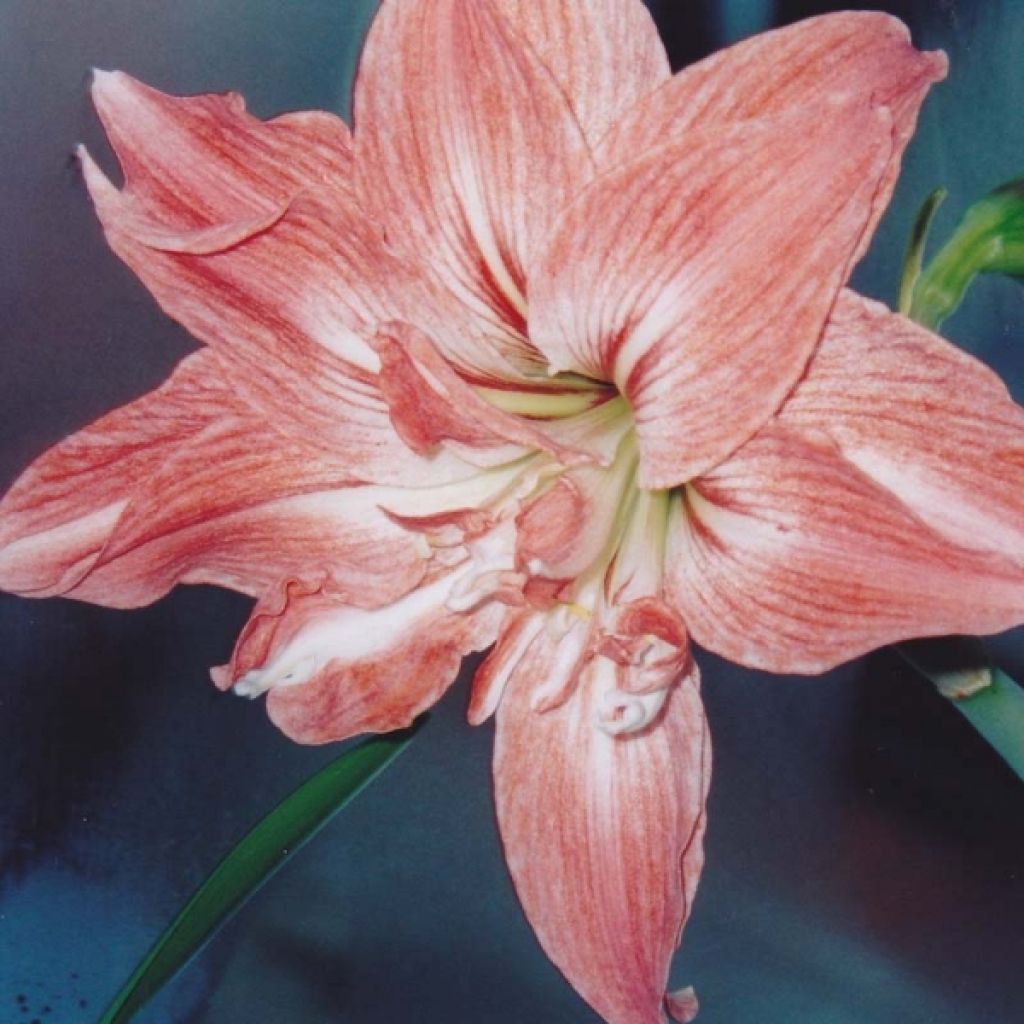 Amaryllis Double Lady Jane