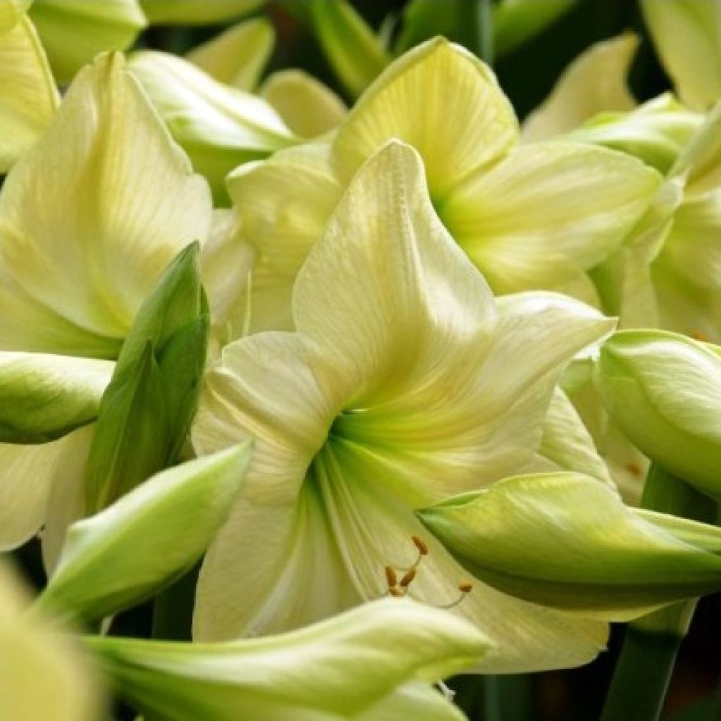 Amaryllis Lemon Star - Hippeastrum