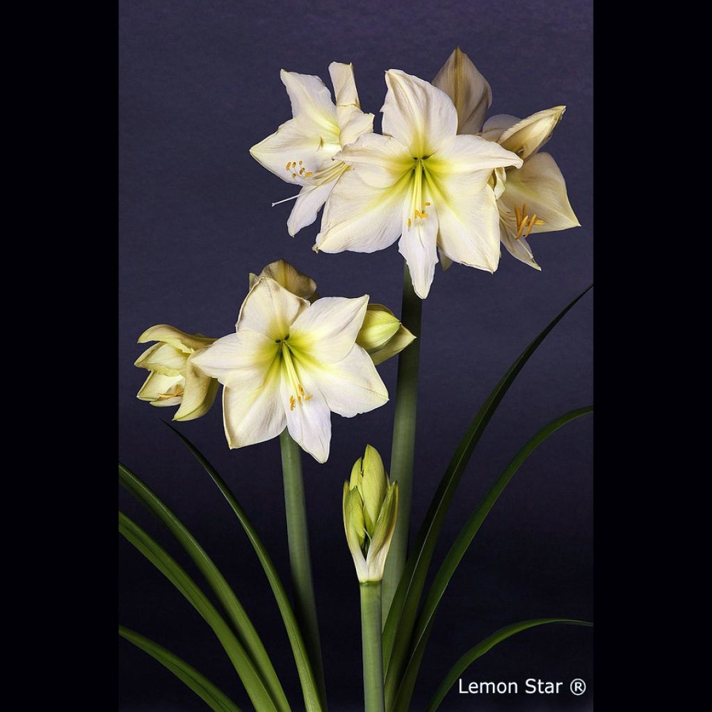 Amaryllis Lemon Star - Hippeastrum