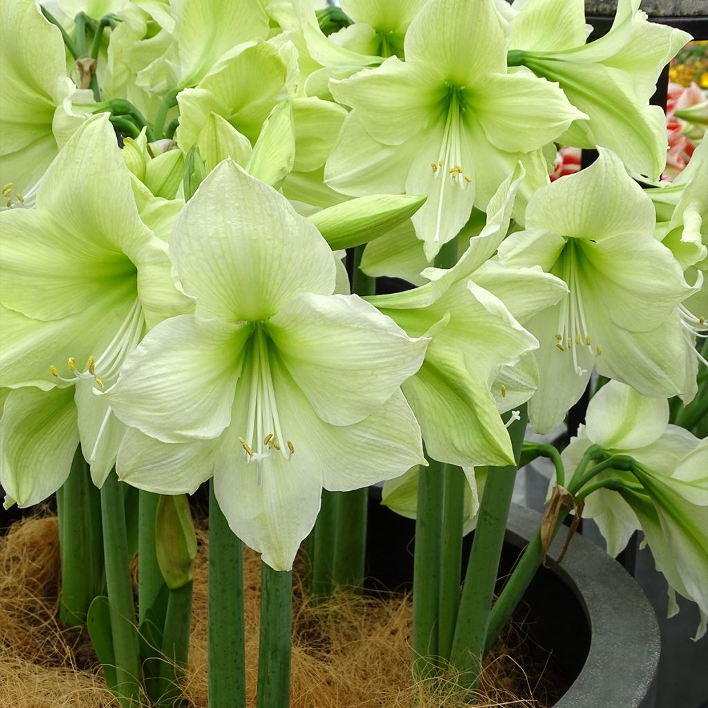 Amaryllis Luna - Hippeastrum