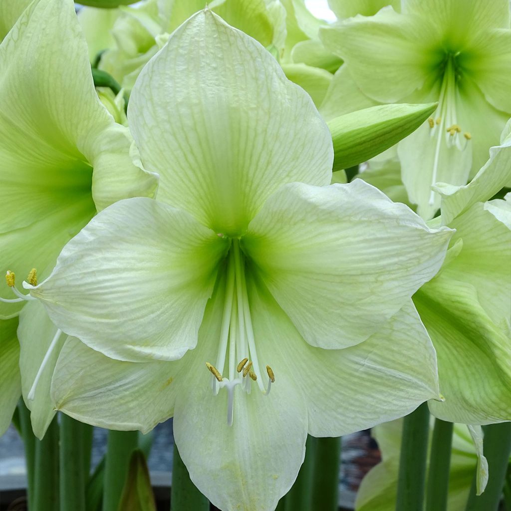 Amaryllis Luna - Hippeastrum