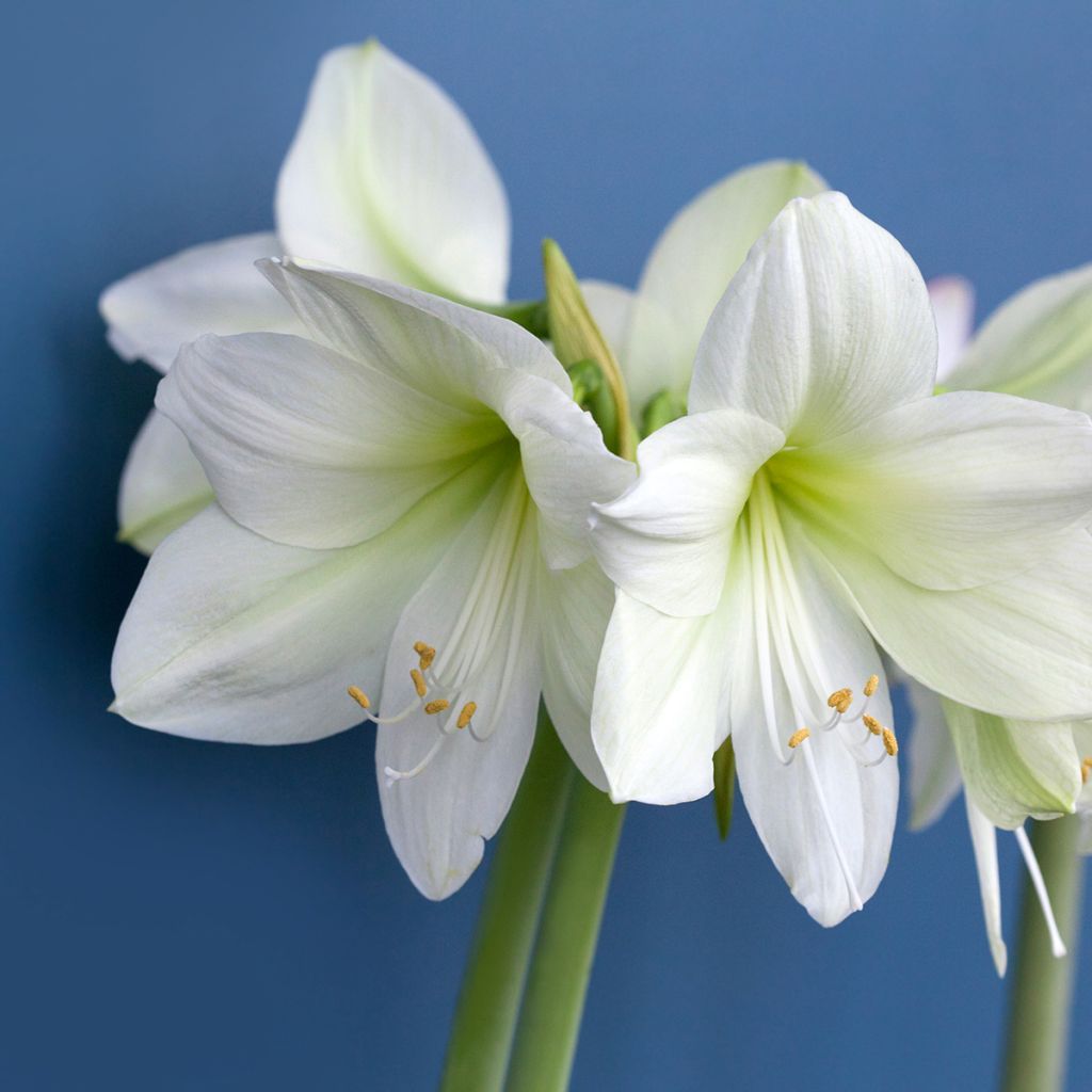 Amaryllis Luna - Hippeastrum