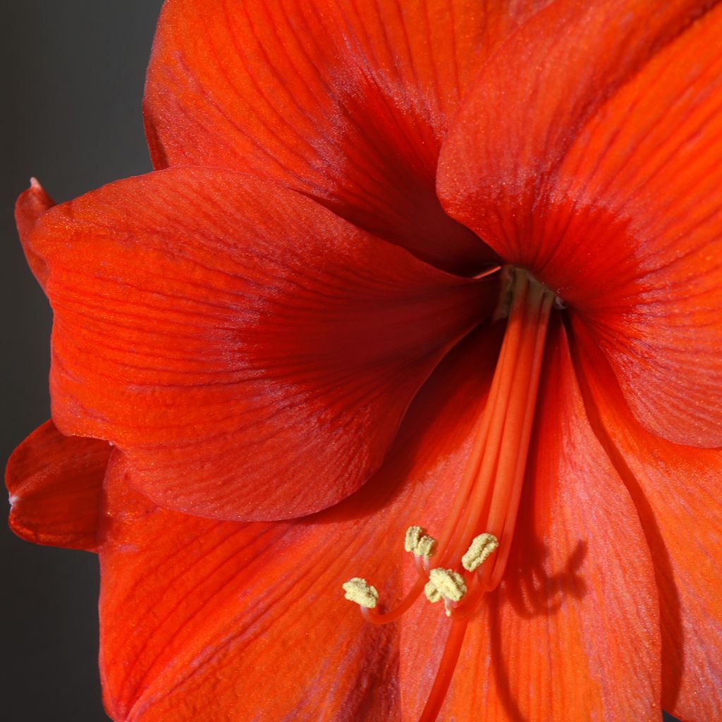 Amaryllis Orange Souvereign - Hippeastrum