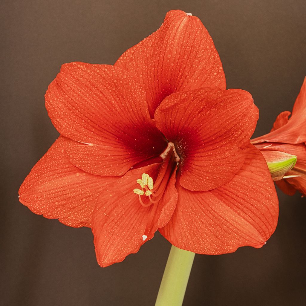 Amaryllis Orange Souvereign - Hippeastrum