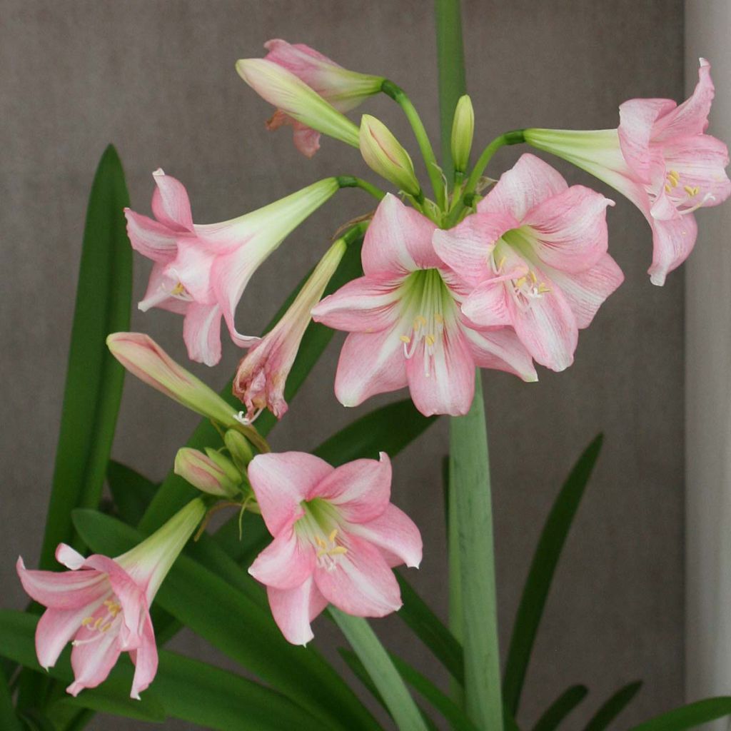 Amaryllis Pink Rascal – Hippeastrum