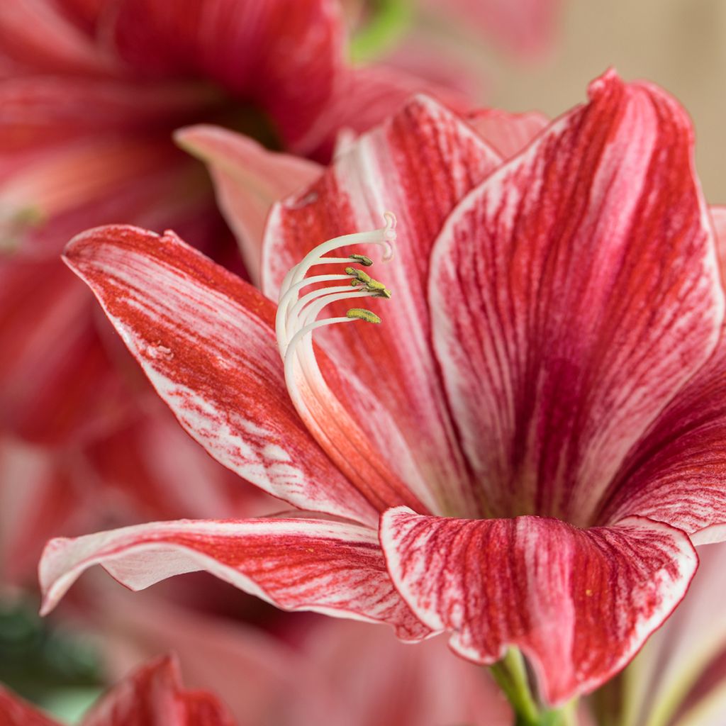 Amaryllis Pyjama Party - Hippeastrum