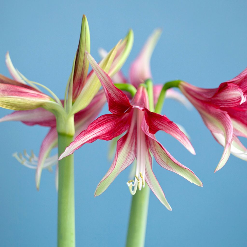 Amaryllis Cybester Quito - HIppeastrum