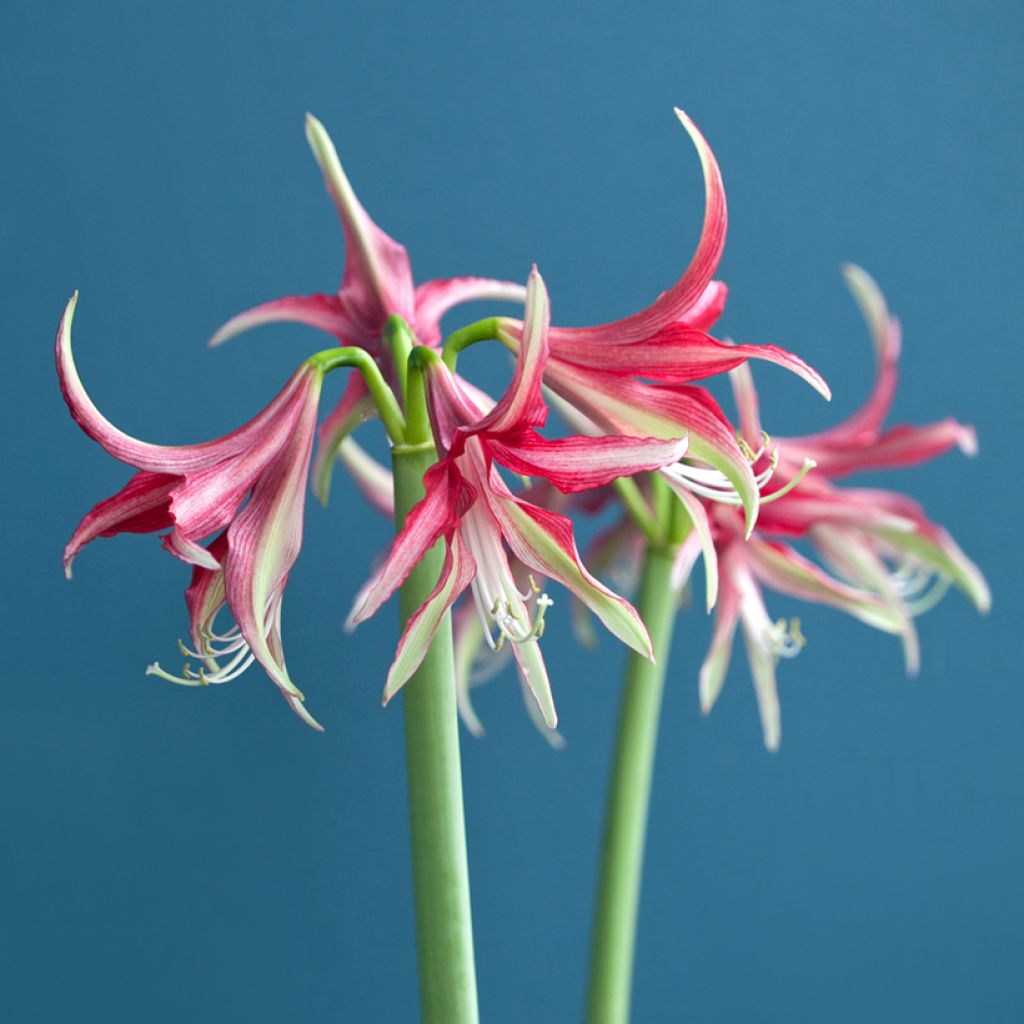 Amaryllis Cybester Quito - HIppeastrum