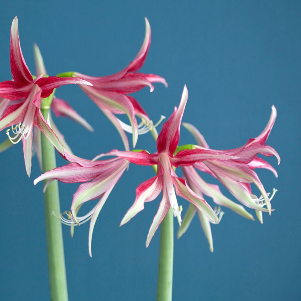 Amaryllis Cybester Quito - HIppeastrum