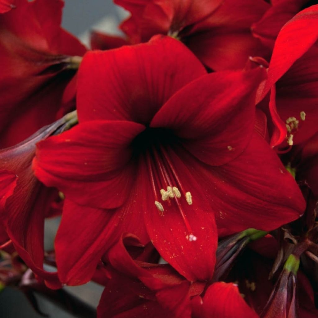 Amaryllis Rapido