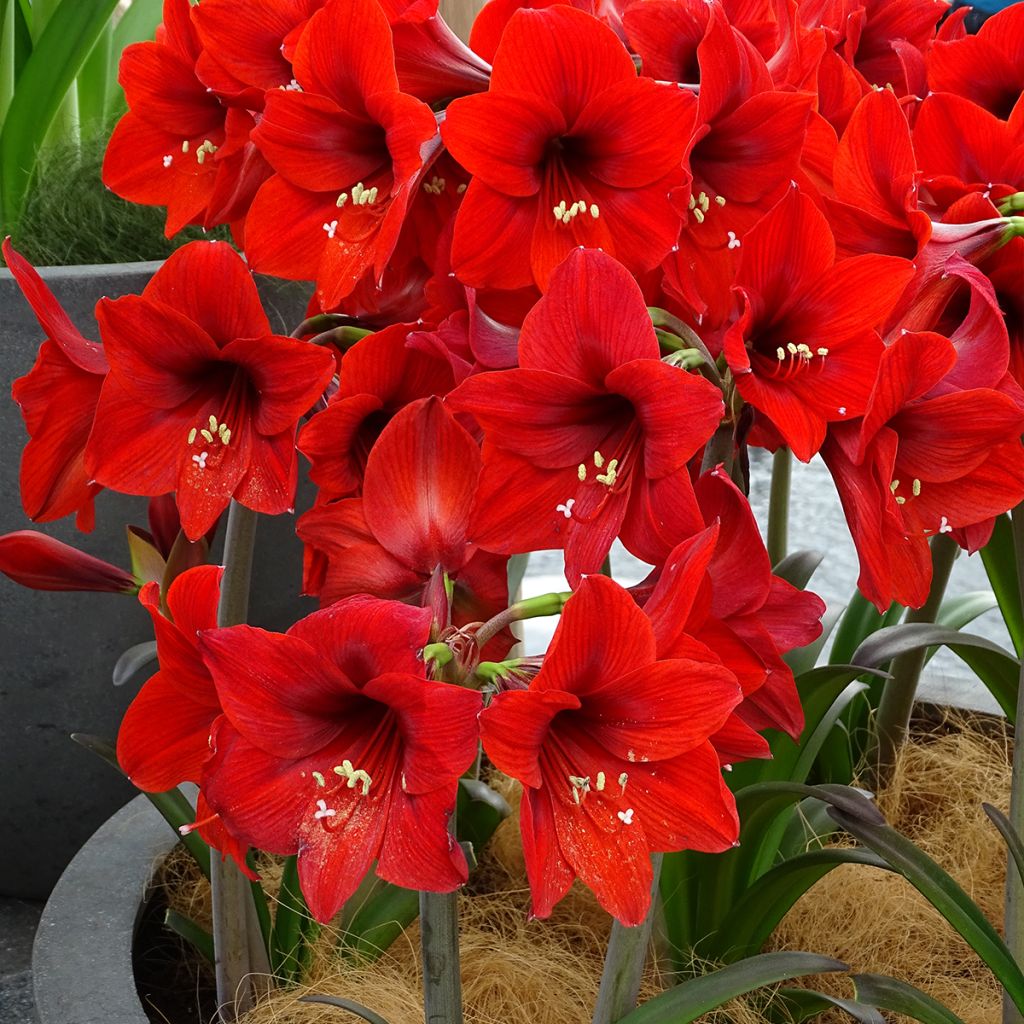 Amaryllis Rapido - Hippeastrum