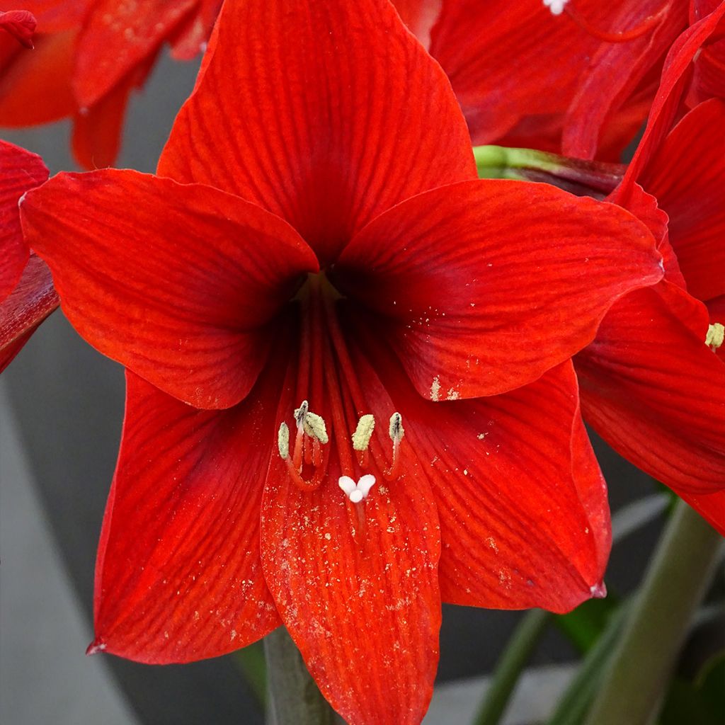 Amaryllis Rapido - Hippeastrum