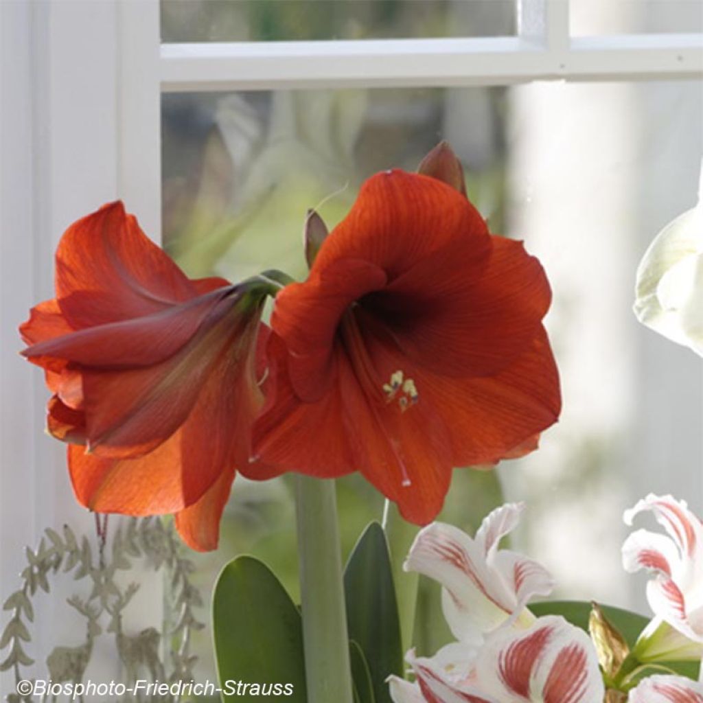 Amaryllis Red Lion - Hippeastrum rouge profond.