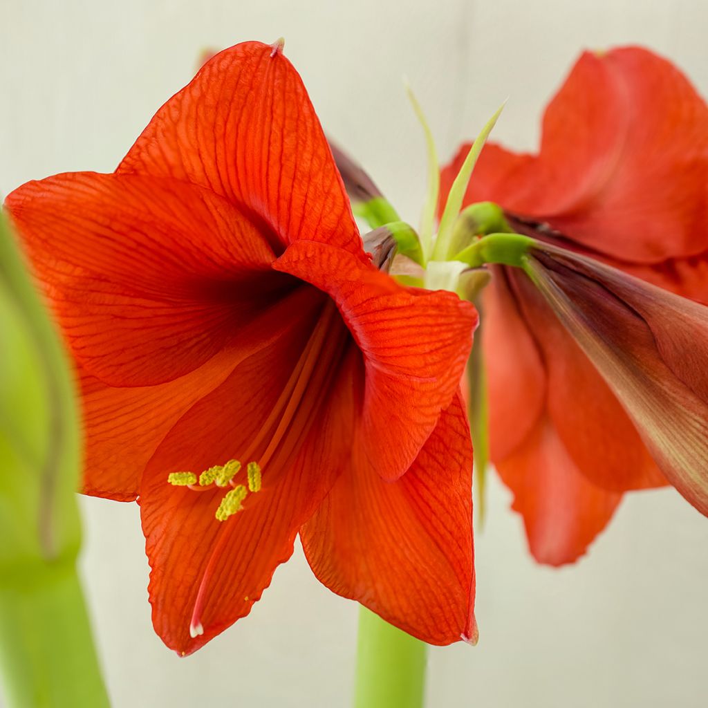 Amaryllis Red Lion - Hippeastrum