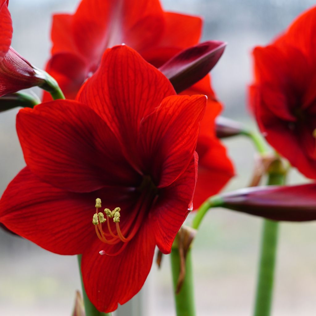 Amaryllis Red Sensation - Hippeastrum