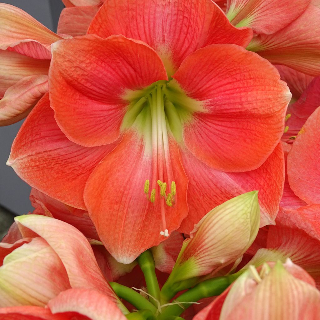 Amaryllis Rosalie - Hippeastrum