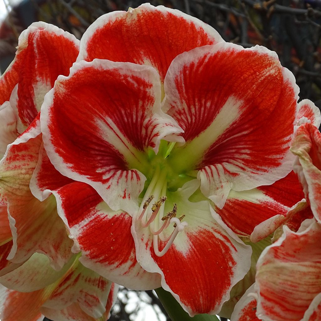 Amaryllis Samba - Hippeastrum