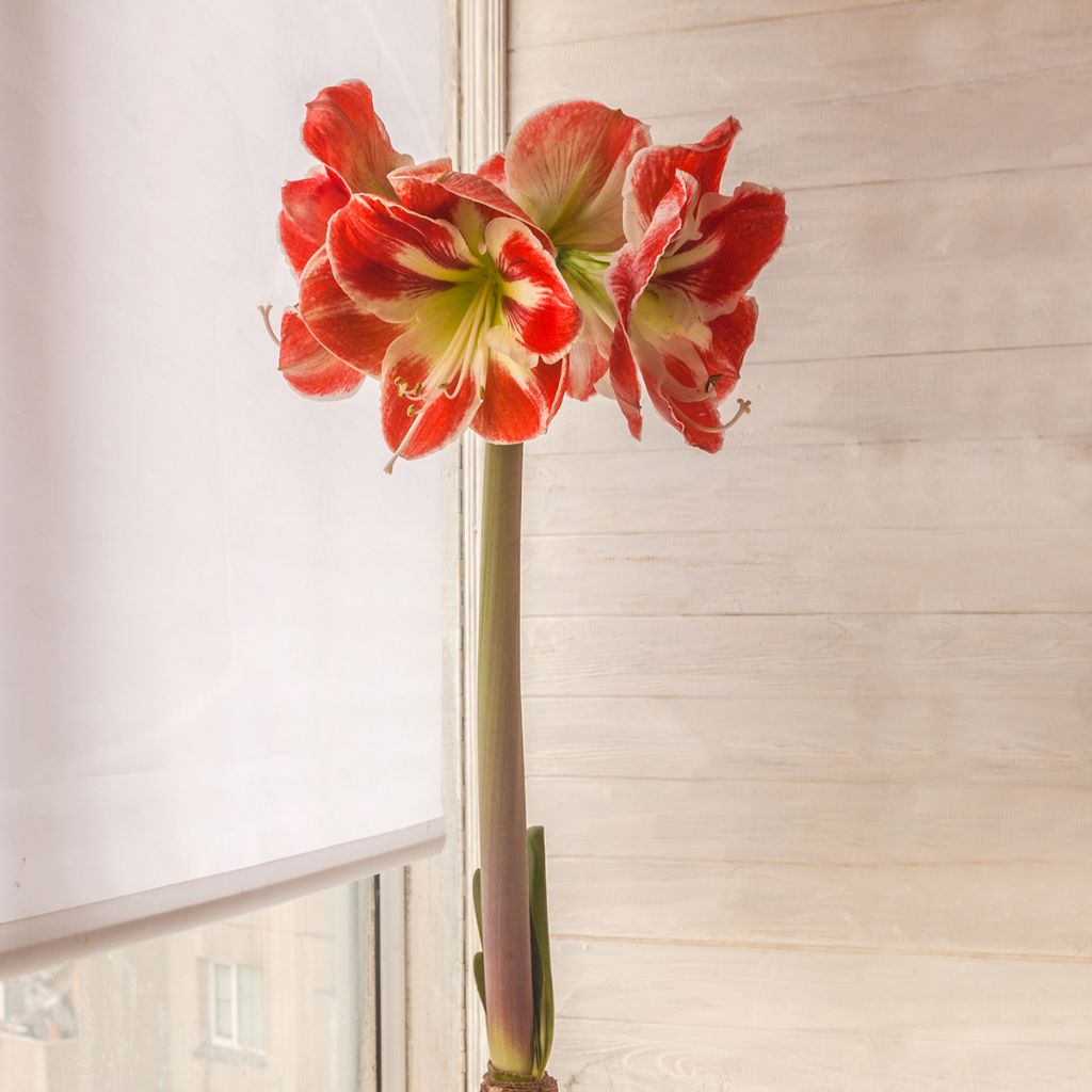 Amaryllis Samba - Hippeastrum