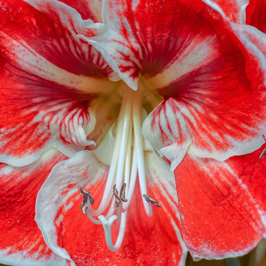 Amaryllis Samba - Hippeastrum