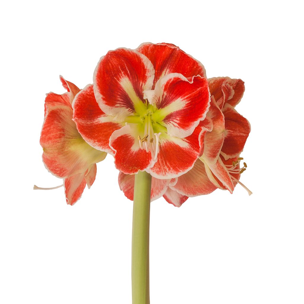 Amaryllis Samba - Hippeastrum