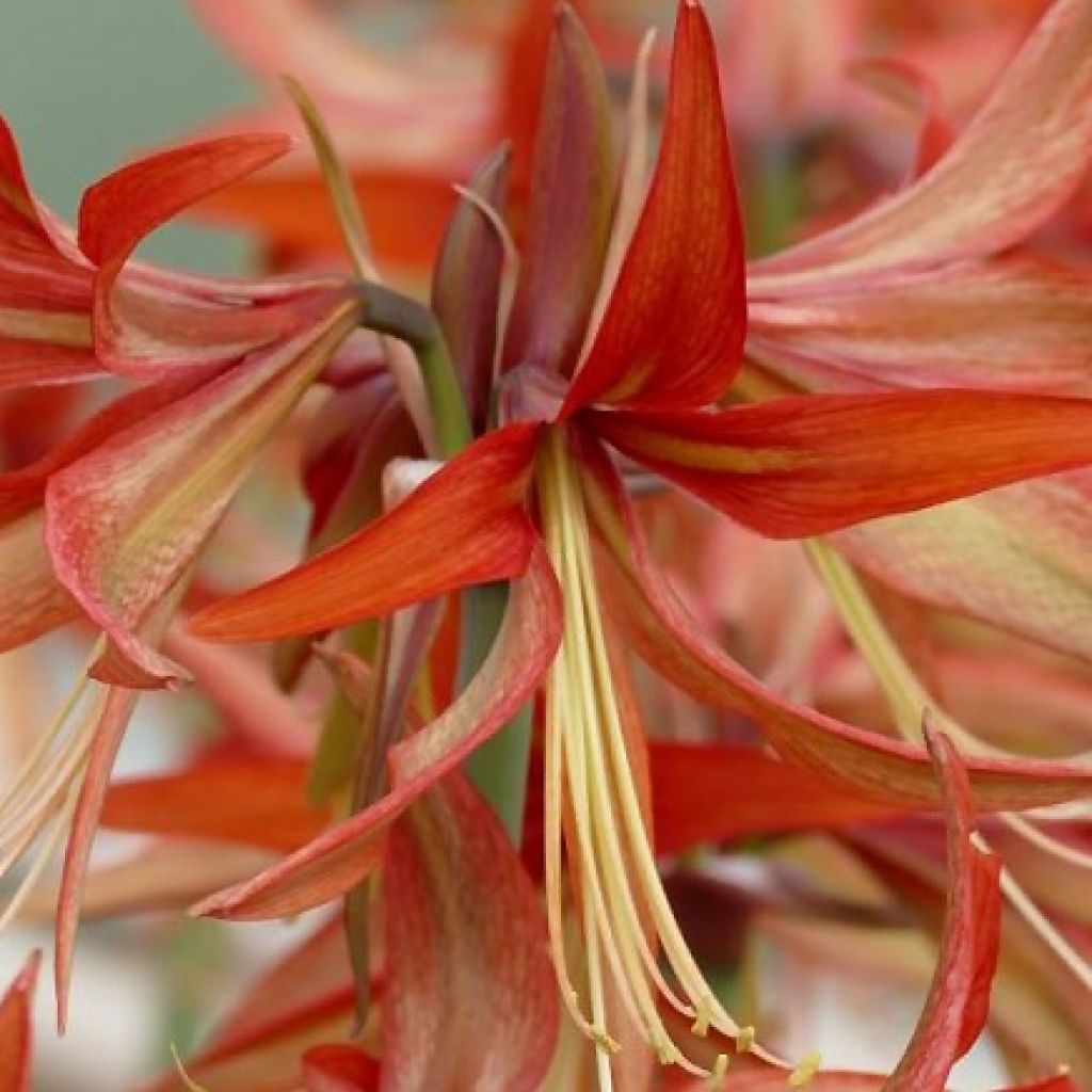 Amaryllis Sumatra -  Hippeastrum Cybister