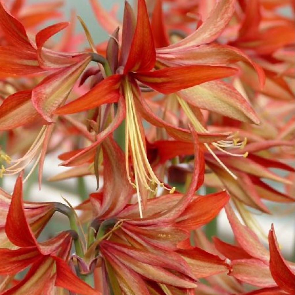 Amaryllis Sumatra -  Hippeastrum Cybister