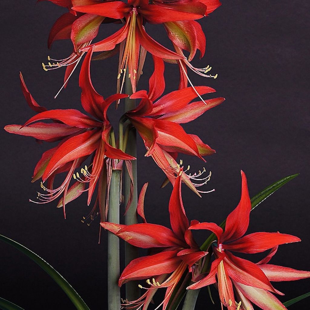 Amaryllis Sumatra -  Hippeastrum Cybister