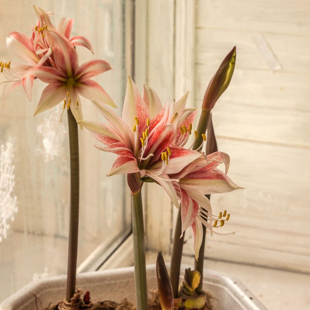 Amaryllis Sweet Lilian - Hippeastrum