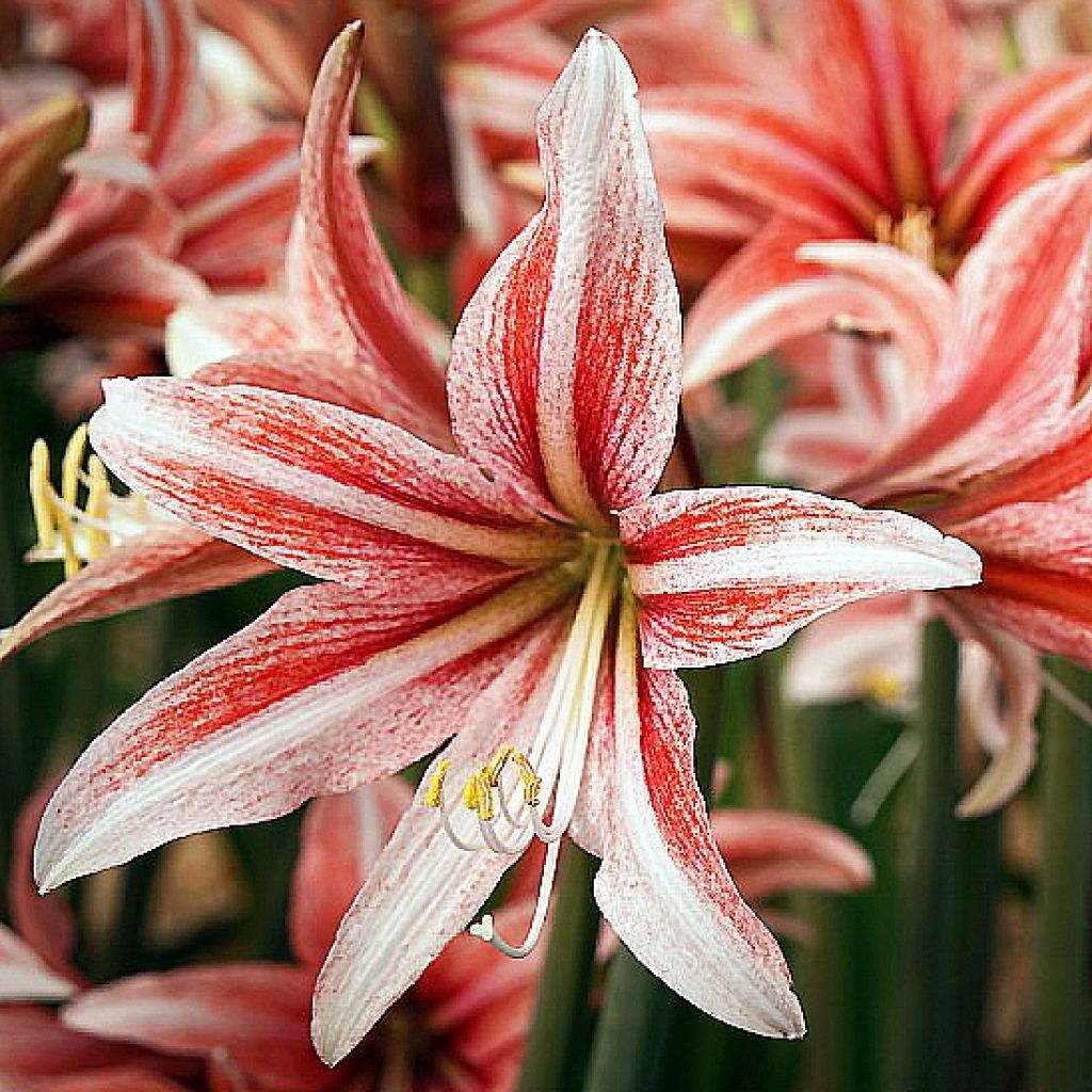 Amaryllis Sweet Lilian - Hippeastrum