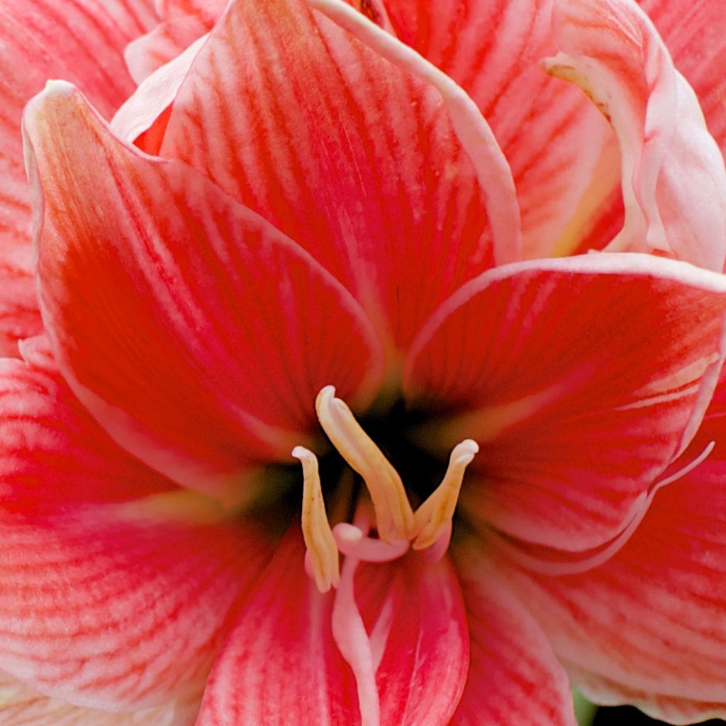 Amaryllis Sweet Nymph - Hippeastrum