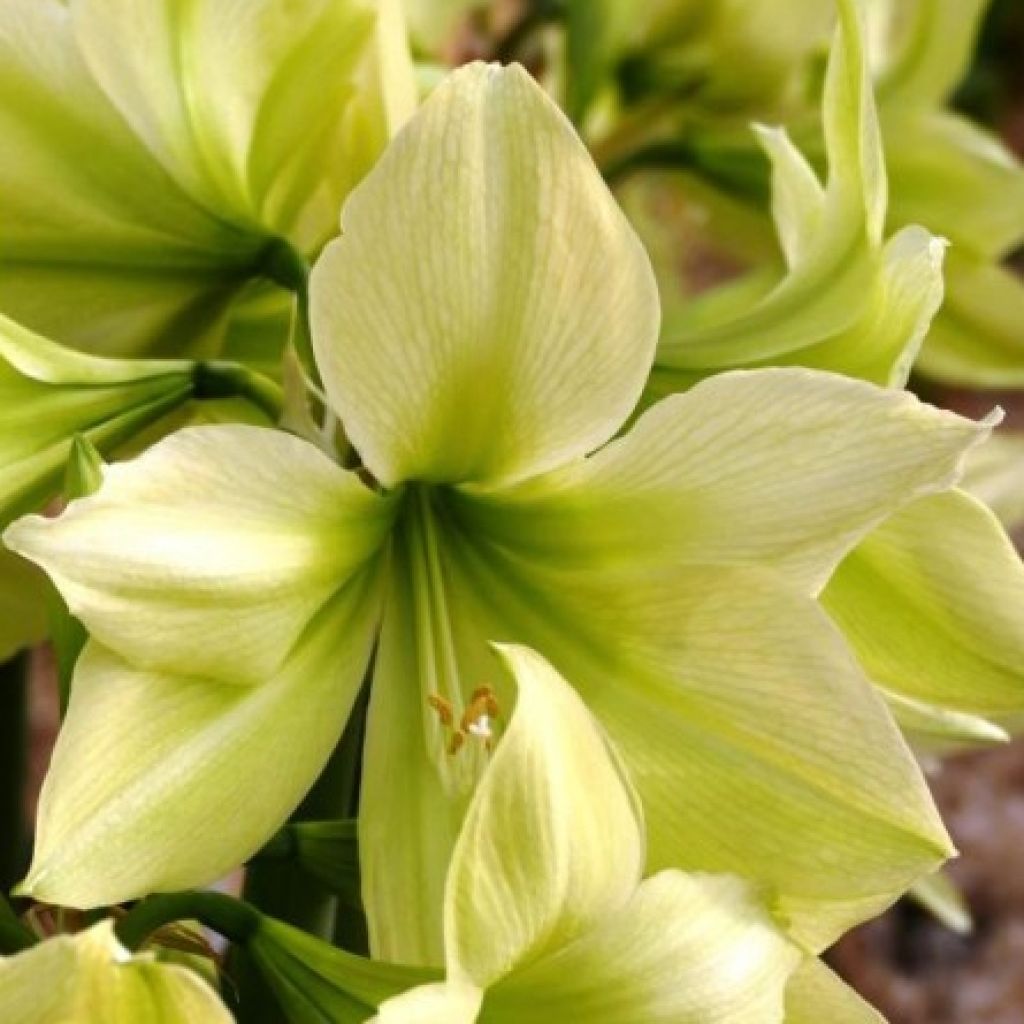 Amaryllis Yellow Star - Hippeastrum 