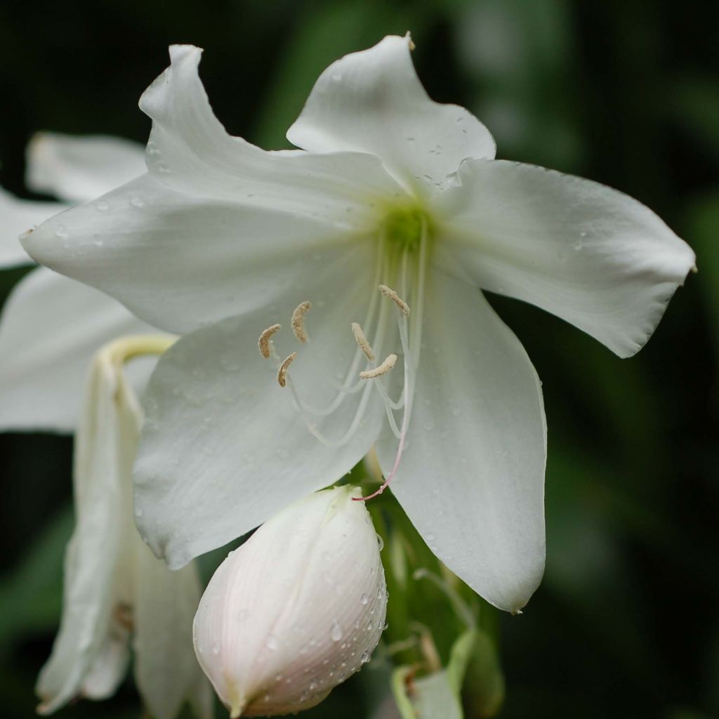 Amaryllis belladonna Alba en bulbe