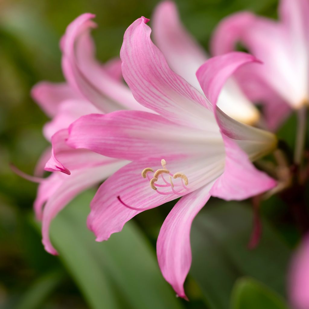 Amaryllis belladonna