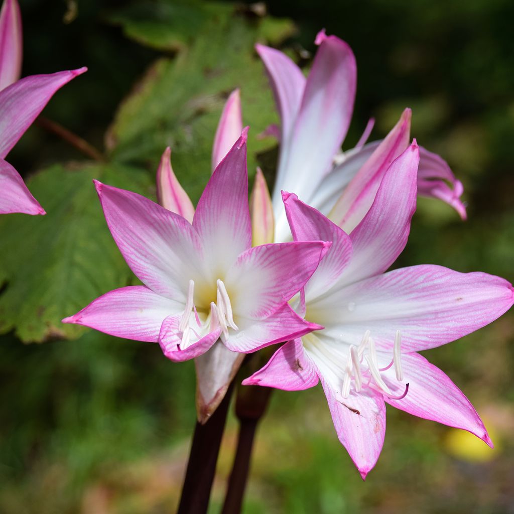 Amaryllis belladonna