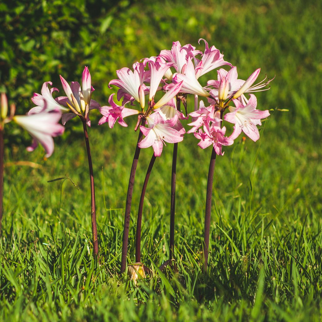 Amaryllis belladonna