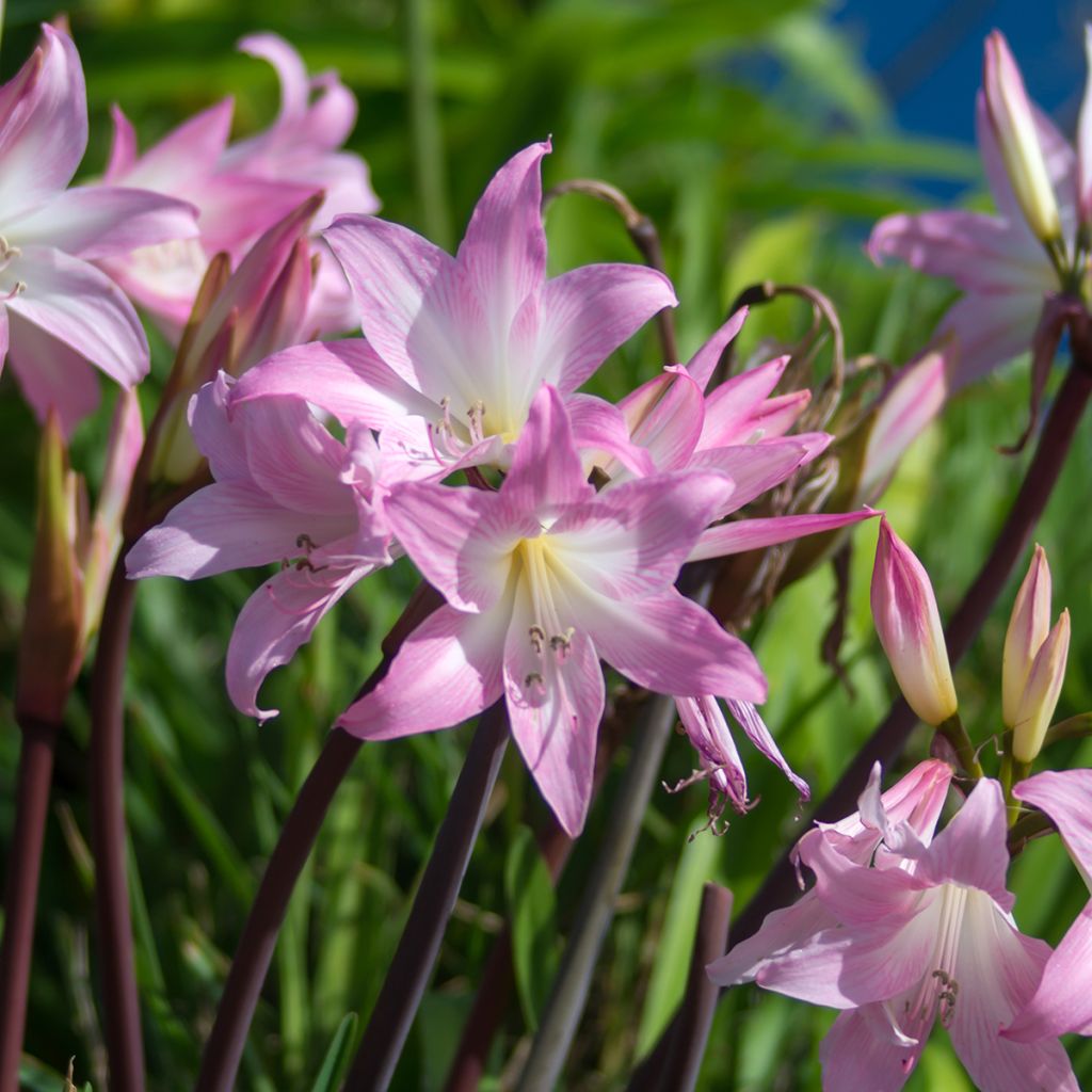 Amaryllis belladonna