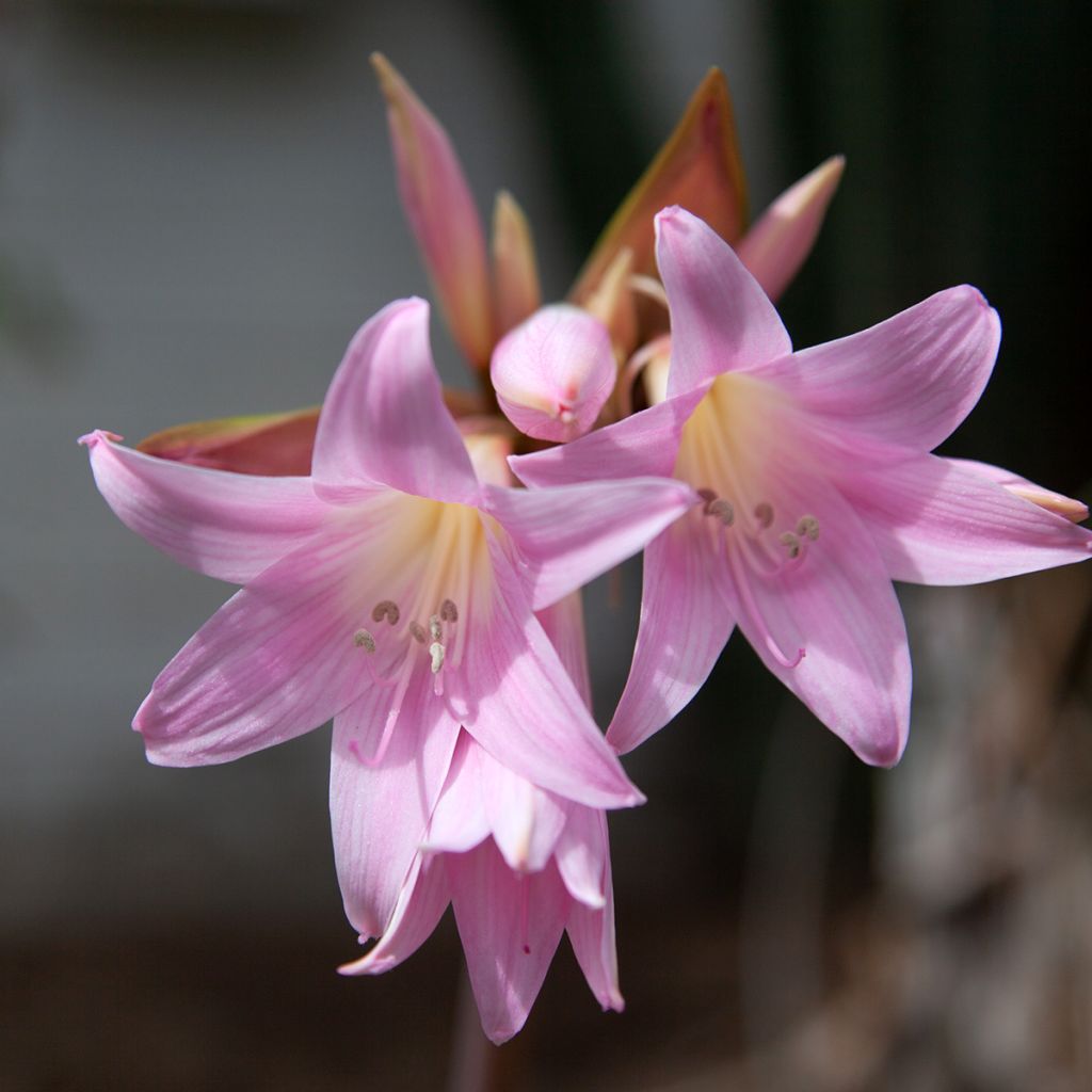 Amaryllis belladonna