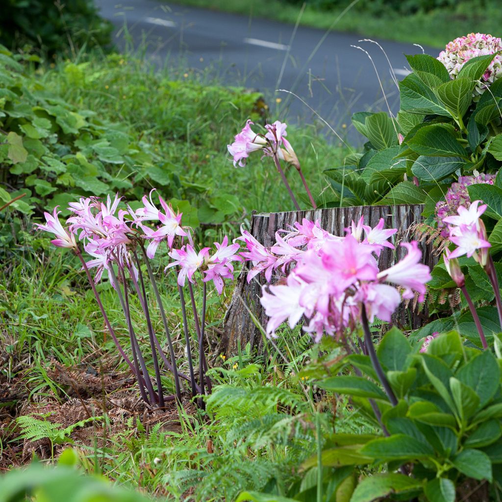 Amaryllis belladonna