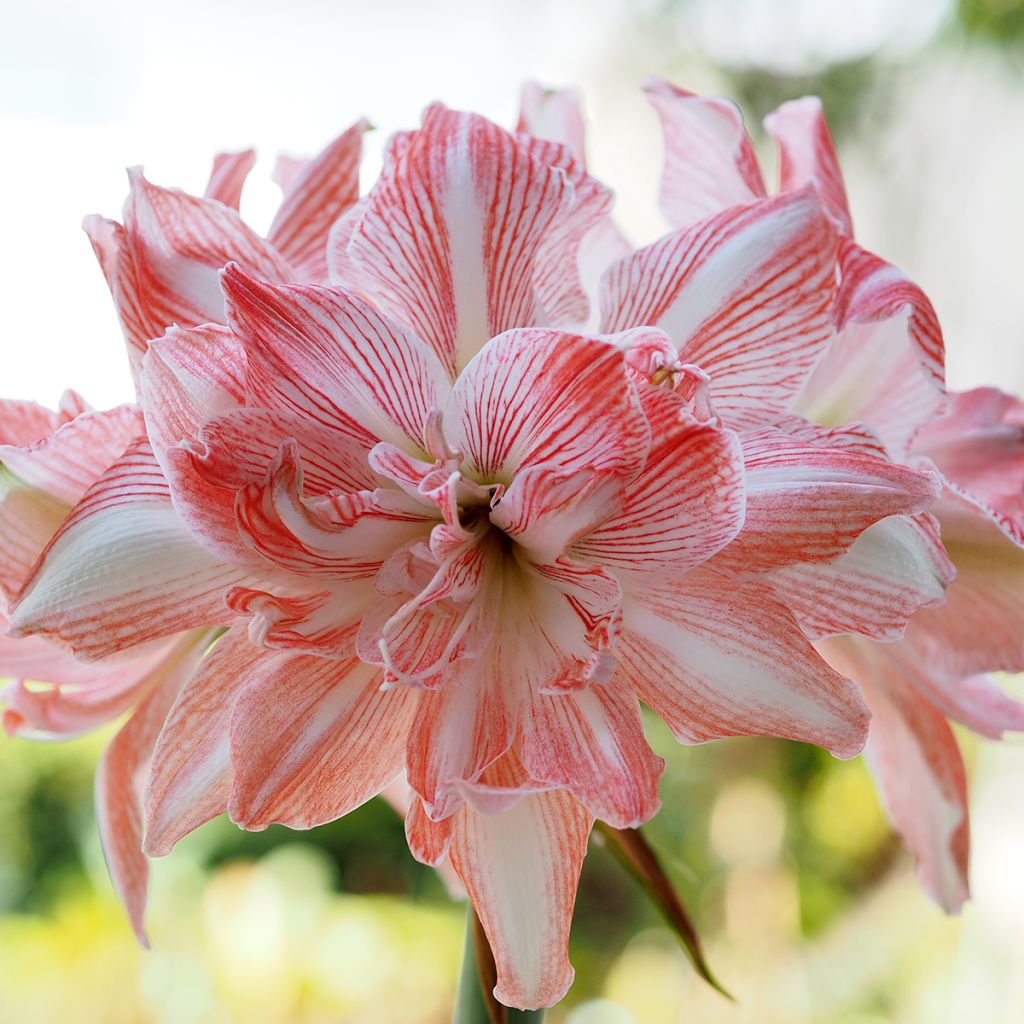 Amaryllis Dancing Queen - Hippeastrum