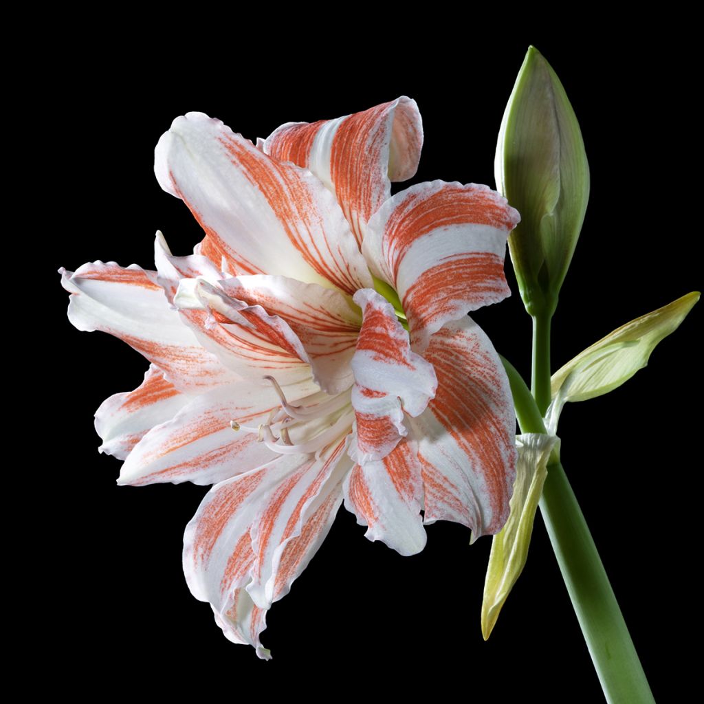 Amaryllis Dancing Queen - Hippeastrum