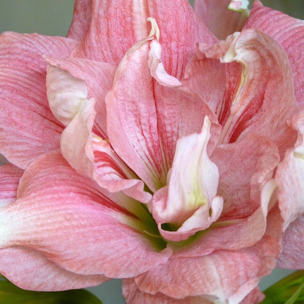 Amaryllis Lady Jane - Hippeastrum